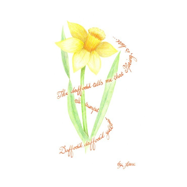 Kevät Daffodil Kevät Daffodil